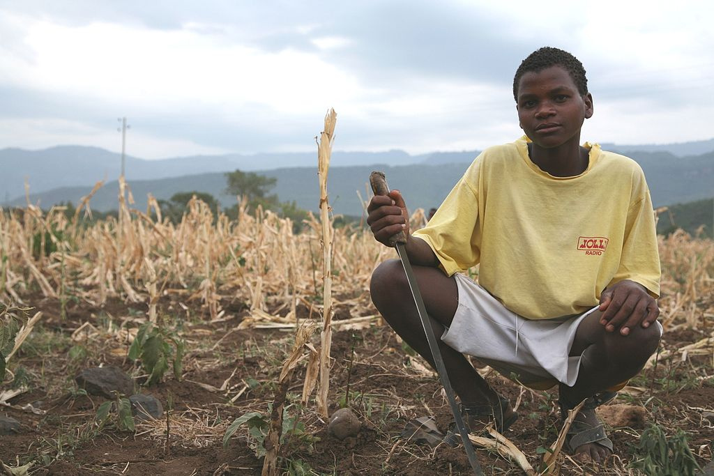  El Niño stort Afrika in voedselonzekerheid