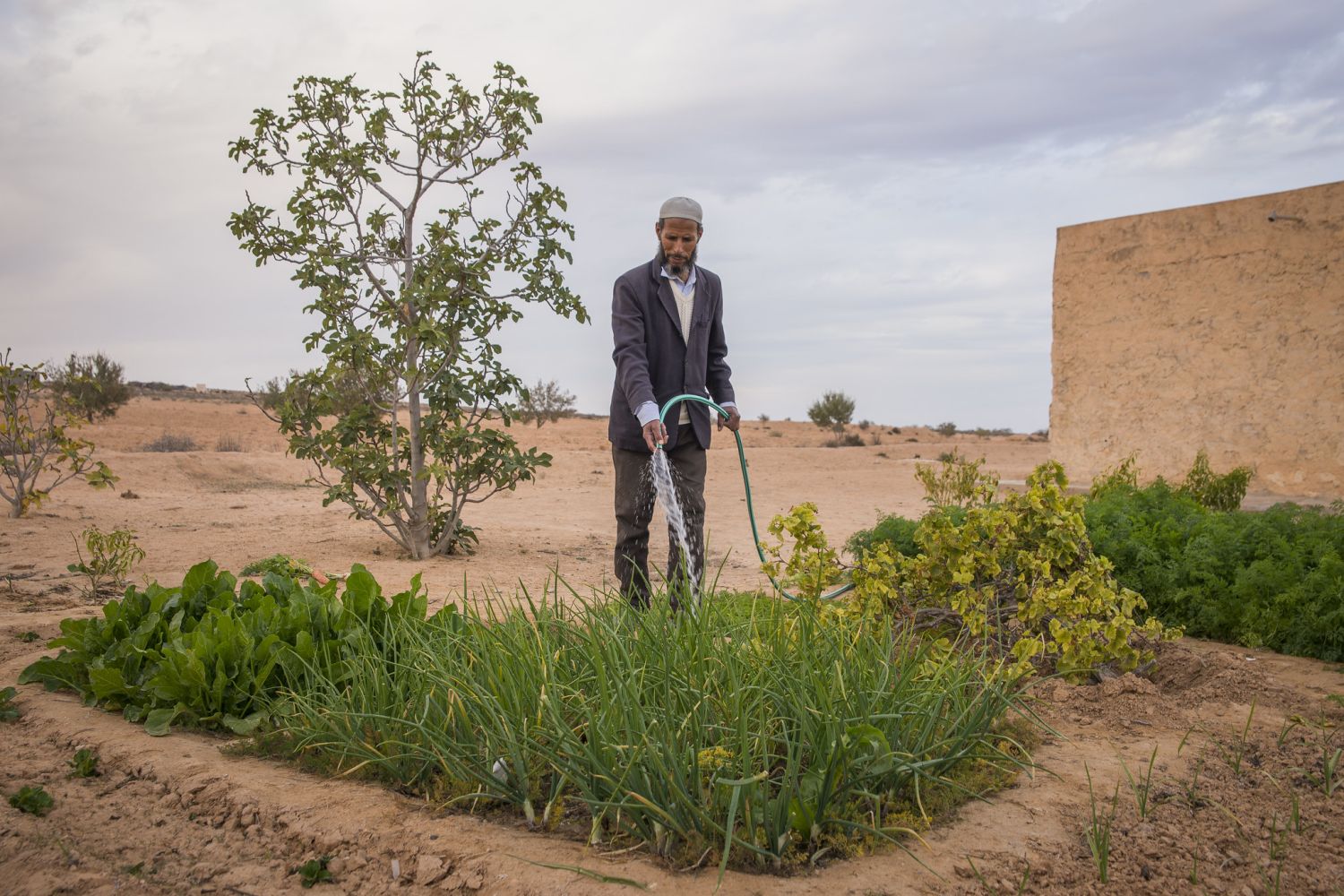 La politique agricole de la Tunisie pousse les agriculteurs au désespoir