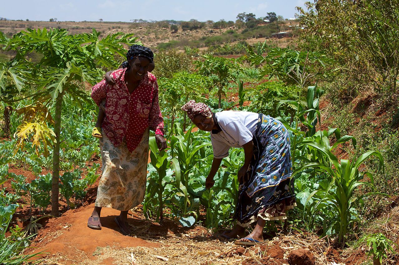 Afrikaanse boeren bezitten steeds minder land 