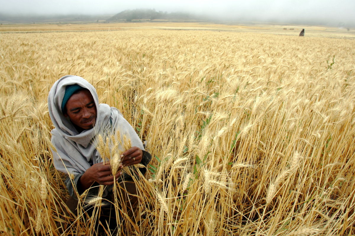 Ethiopië boert goed, maar kiest helaas opnieuw voor extensieve landbouw