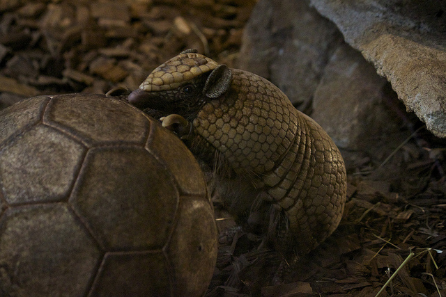 Bedreigd gordeldier staat model voor mascotte WK Voetbal