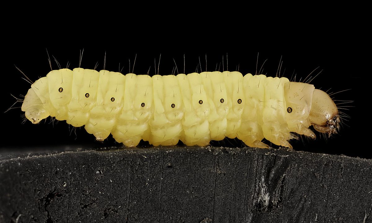Bevat het speeksel van de wasworm de oplossing voor afbraak van plastic?