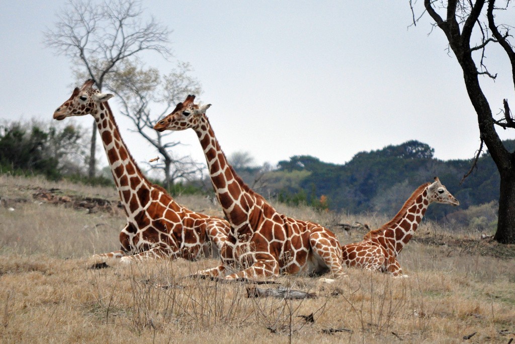 Congo telt nog maar 38 giraffen