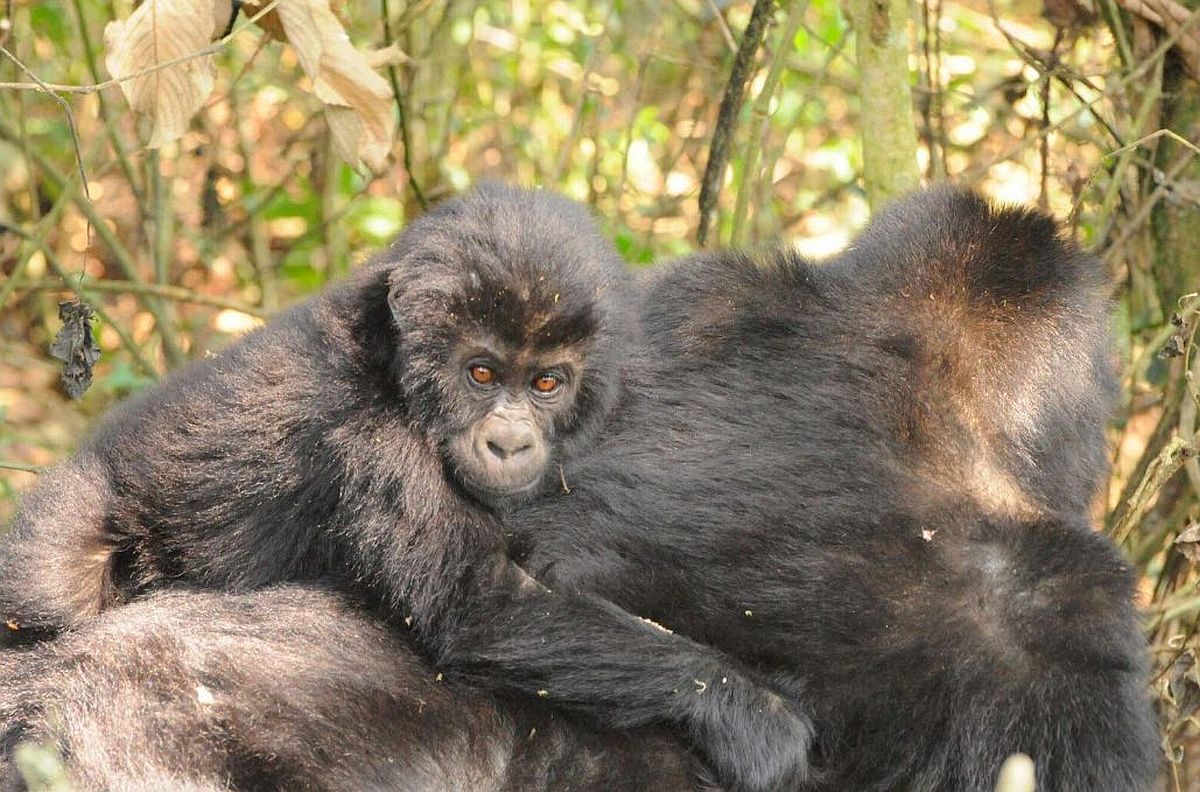 Hoop voor bedreigde gorilla in DR Congo
