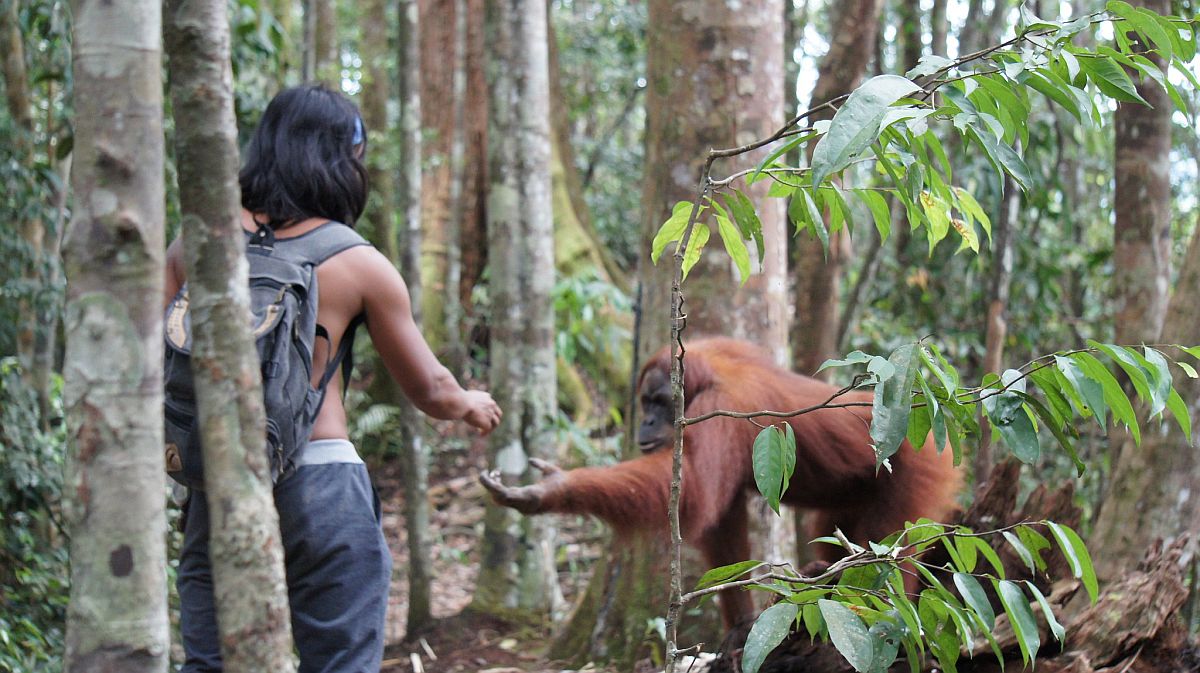 Toeristen brengen bedreigde orang-oetans in gevaar met selfies