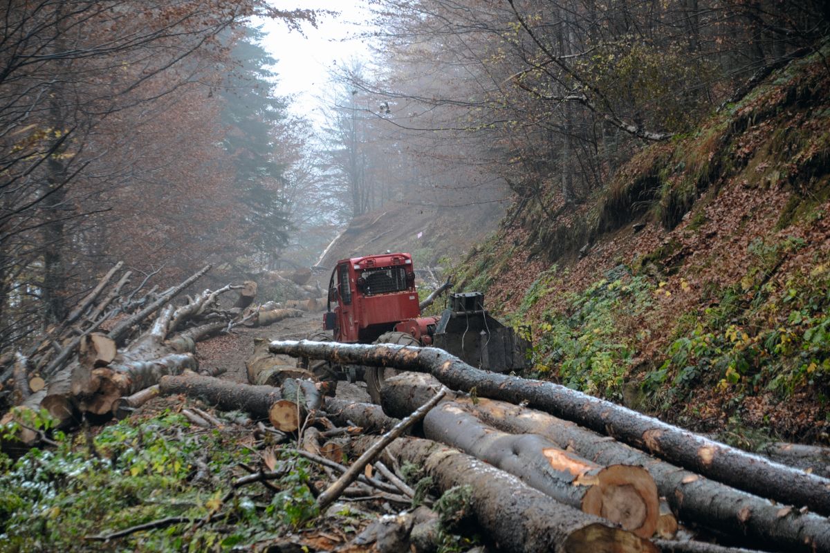 Blijven we kappen in Europese oerbossen? ‘Houtkapindustrie kaapt Bosstrategie van de Europese Unie’