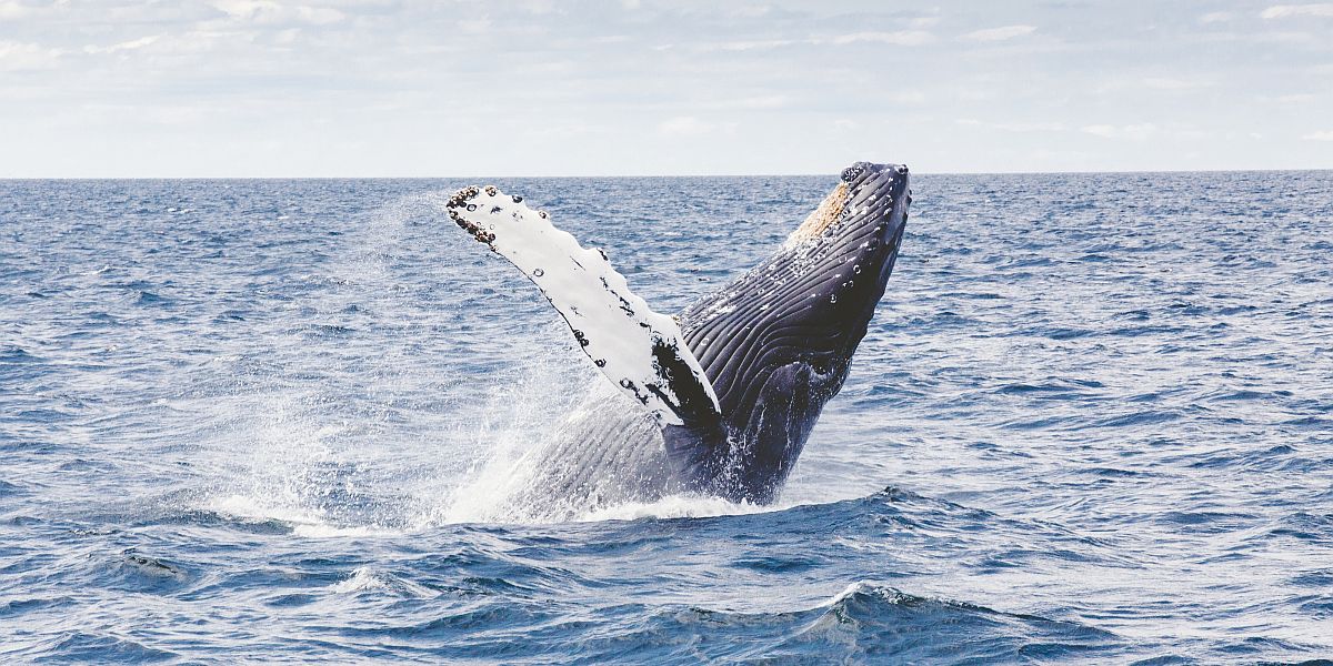Walvissen krijgen tot 40 kilogram plastic per dag binnen