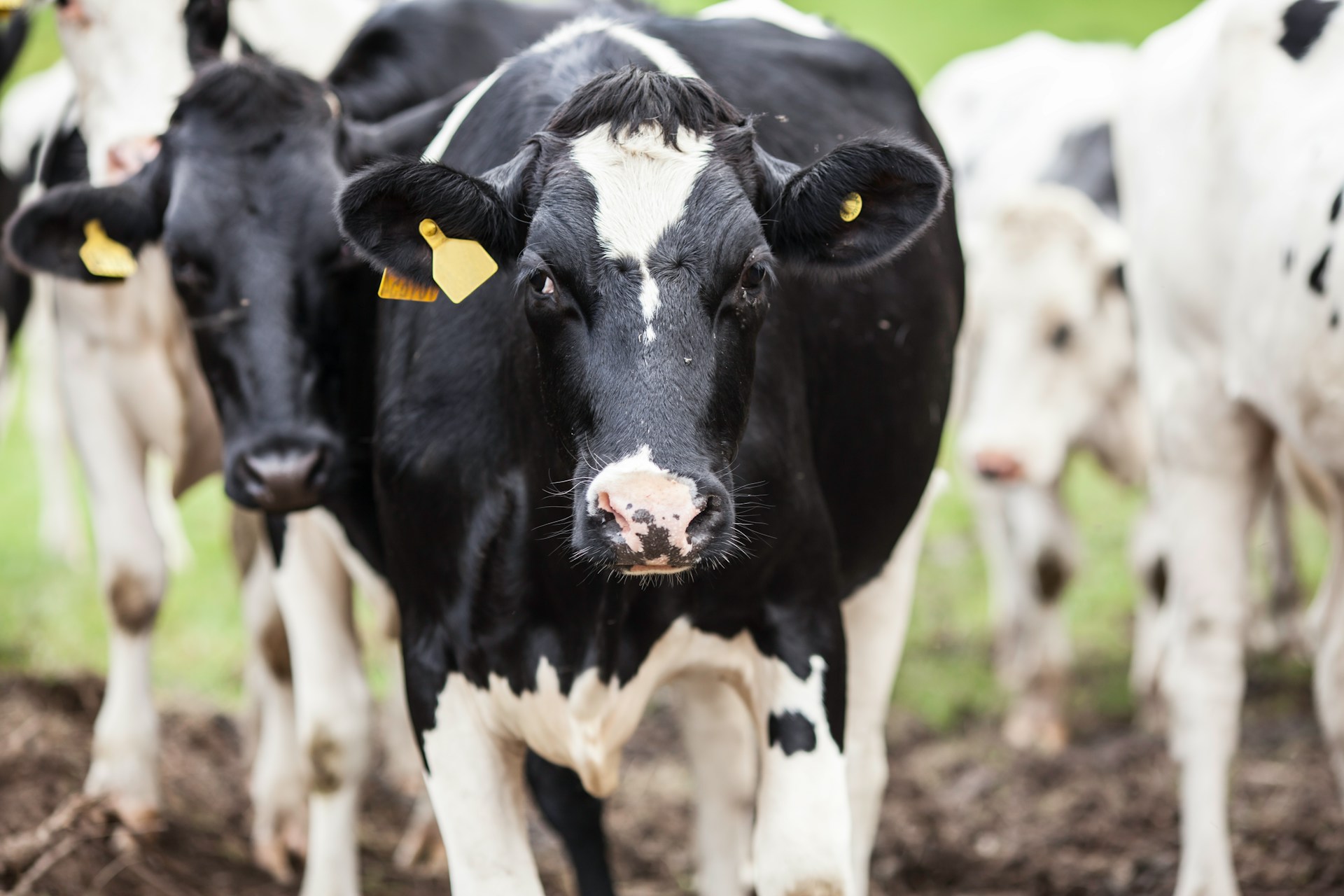 Vogelgriep bij koeien doet wereldwijd alarmbellen afgaan