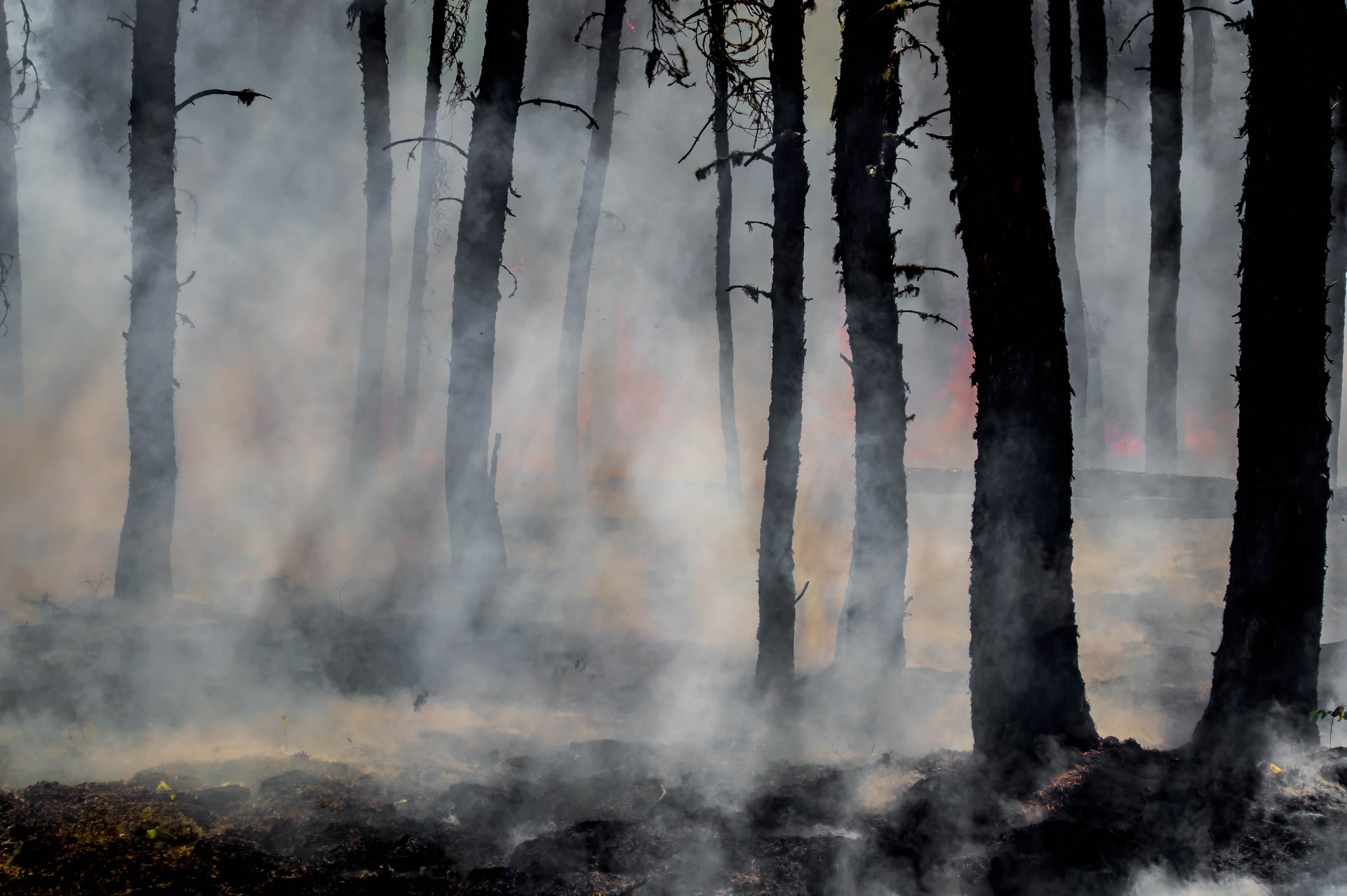 Gecontroleerde bosbranden als onderdeel van een goed klimaatbeleid?