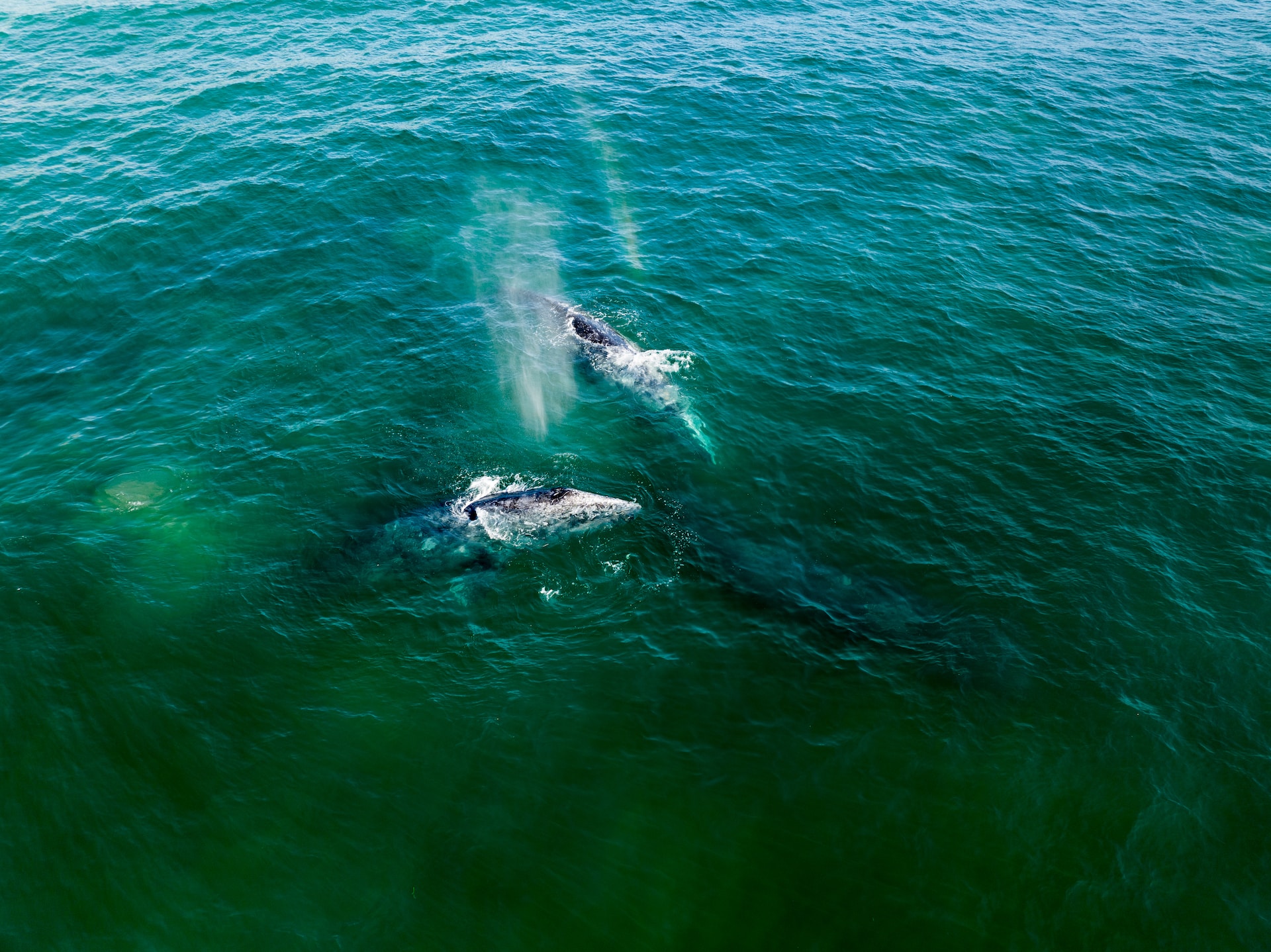 Uitstervingsalarm loeit voor kleinste walvisachtige ter wereld 