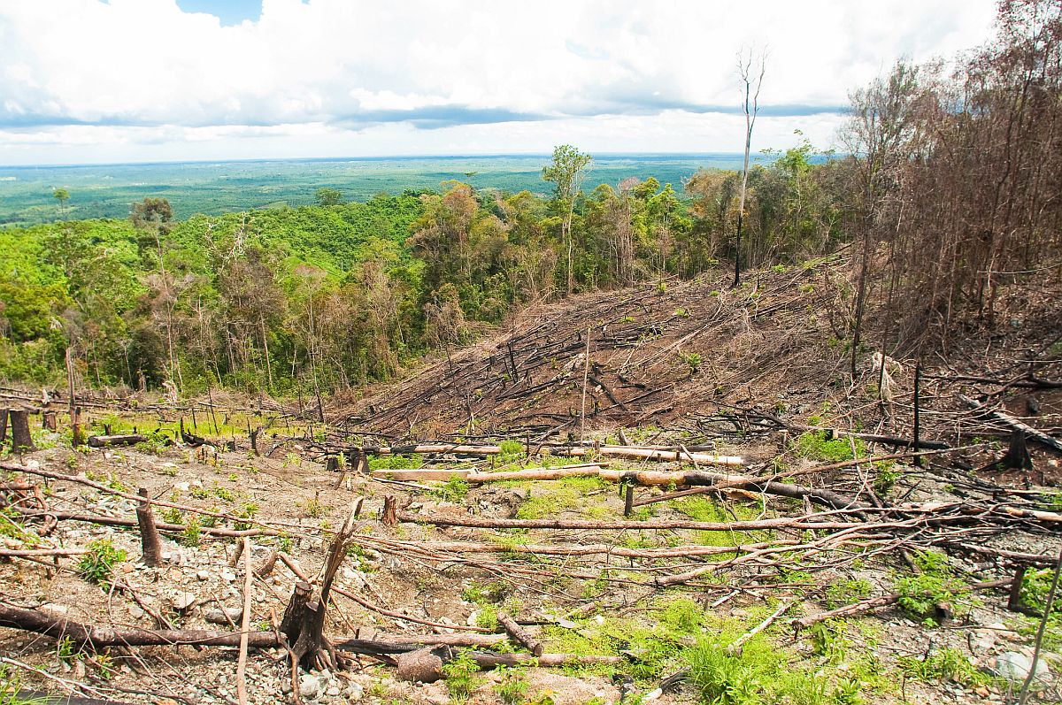 Europa ‘schrijft geschiedenis’ en weert producten uit ontbossing