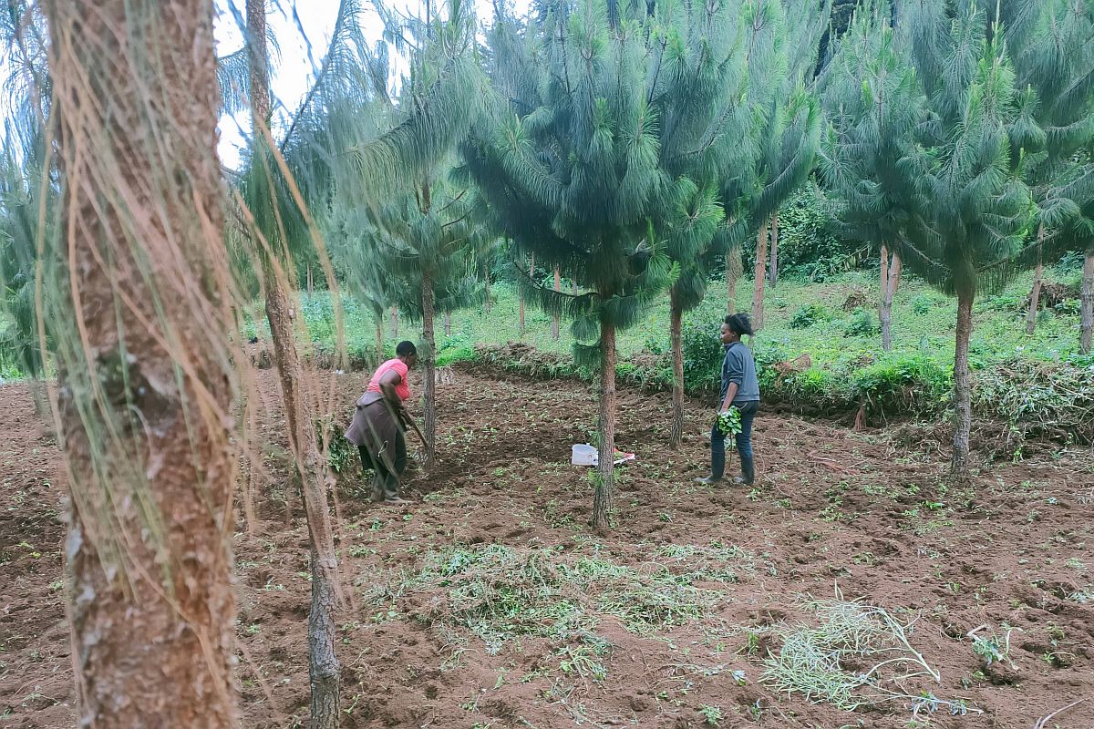 Meer opbrengst, minder ontbossing: boslandbouw neemt toe in Kenia