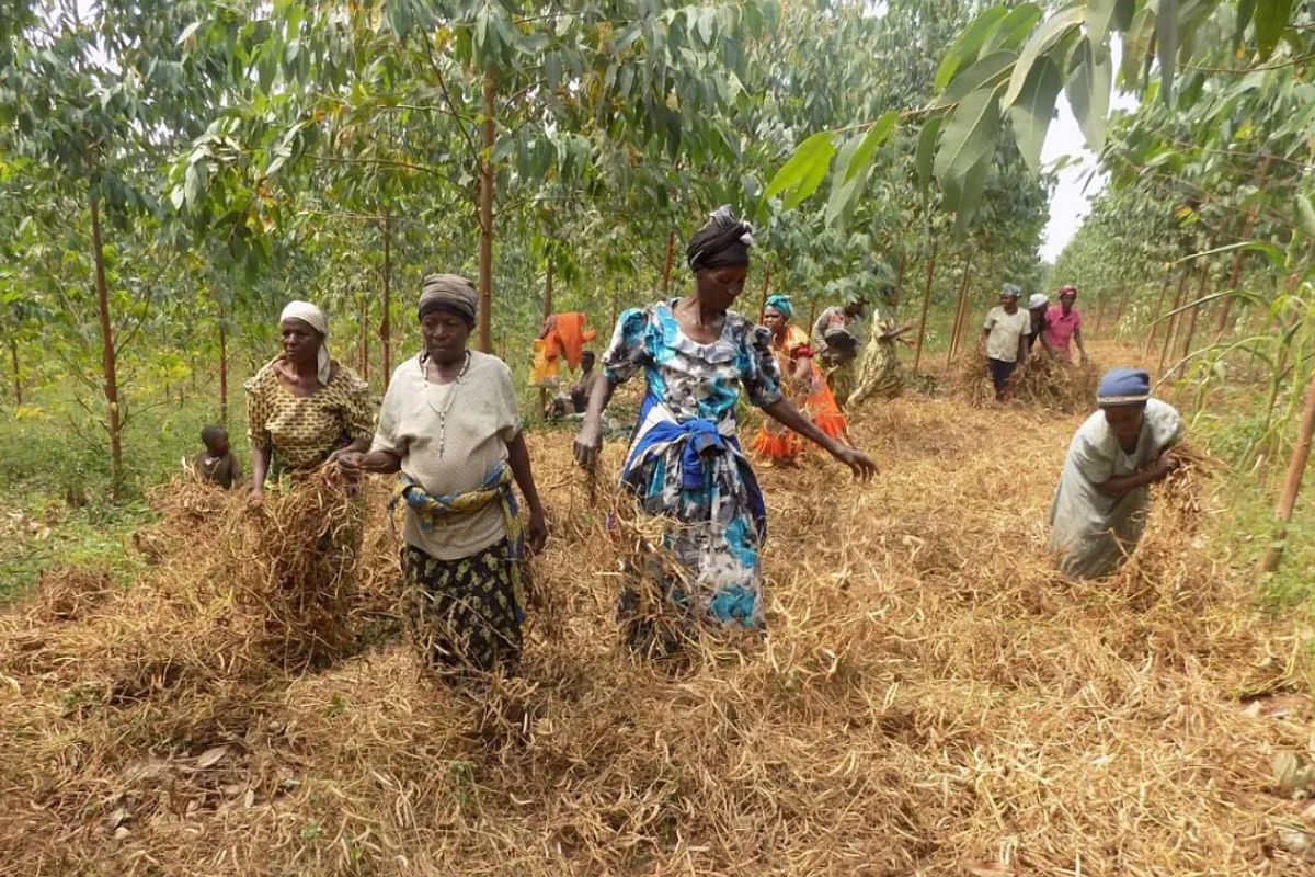 Oeganda stapt naar de rechter om landroof en ontbossing te stoppen