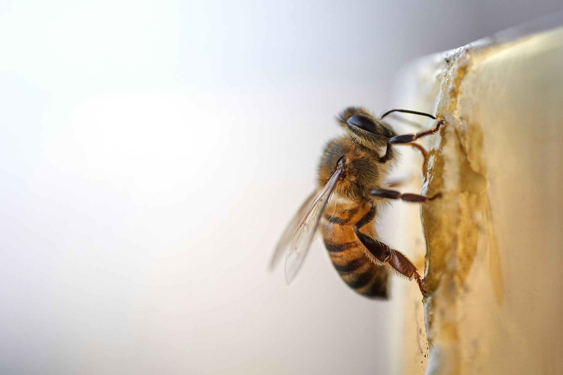 Niet enkel pesticiden brengen bijen in gevaar