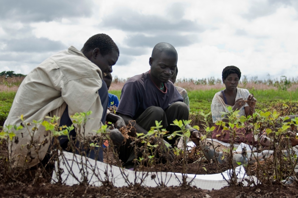 Malawi commercialiseert landbouw in strijd tegen honger