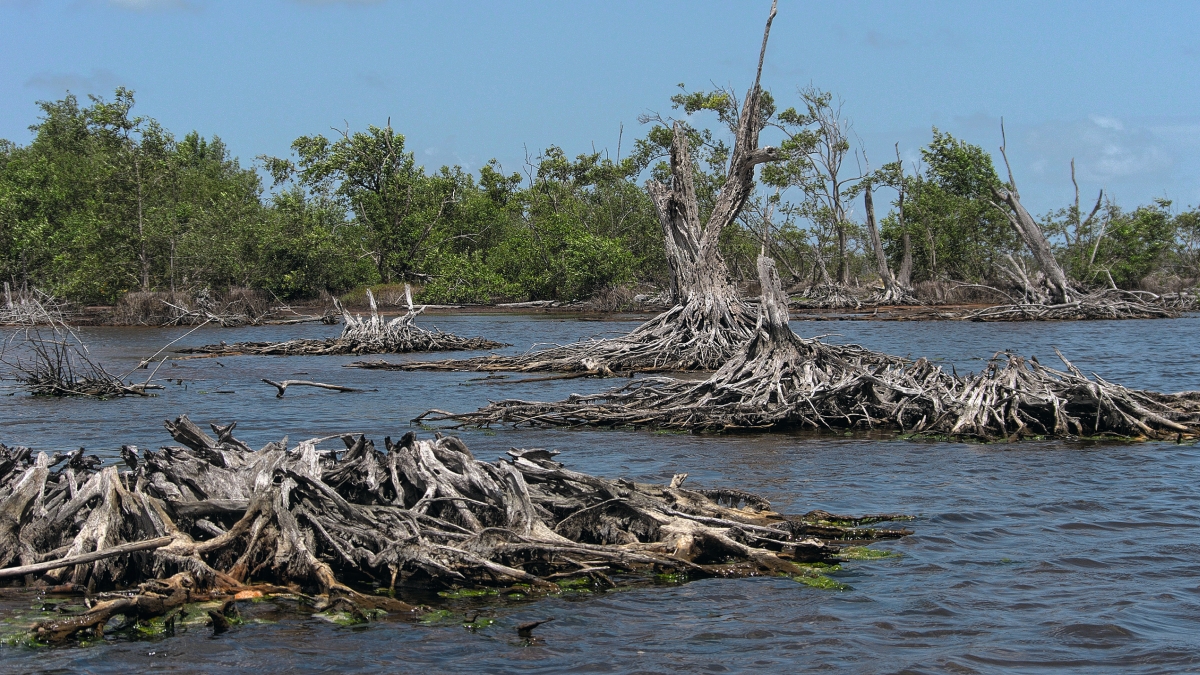 Suriname heeft geen geld voor een zeedijk, maar dat kan een goede zaak zijn
