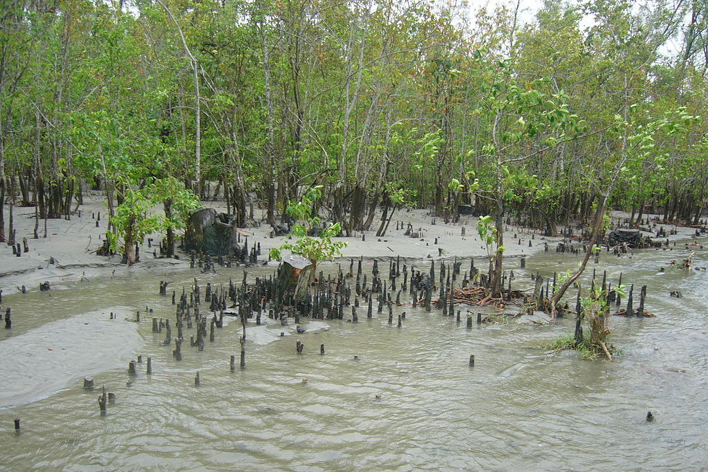 Steenkoolcentrales bedreigen grootste mangrovebos ter wereld