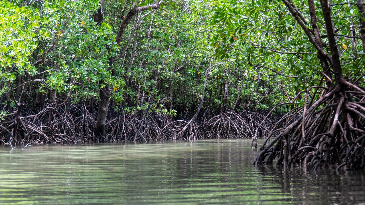 De prijs van verdwijnende mangroves: 50.000 procent meer CO2-uitstoot eind deze eeuw