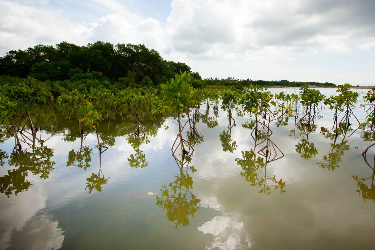 Stijgende zeespiegel ‘vernietigend’ voor zoutmoerassen en mangroven