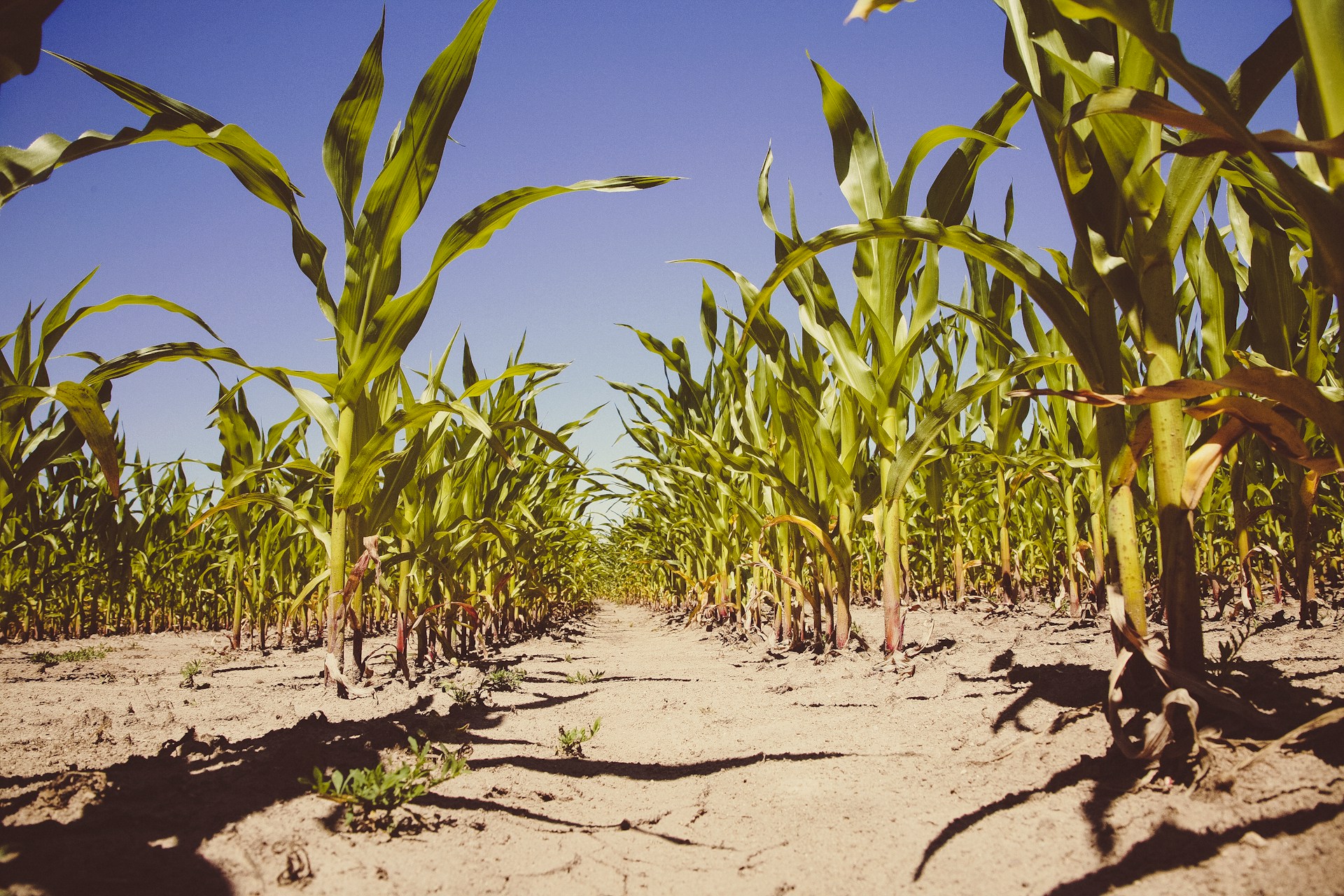 ‘Genetisch gemodificeerd voedsel is geen oplossing voor de klimaatcrisis, ongeacht wat de biotechindustrie beweert’