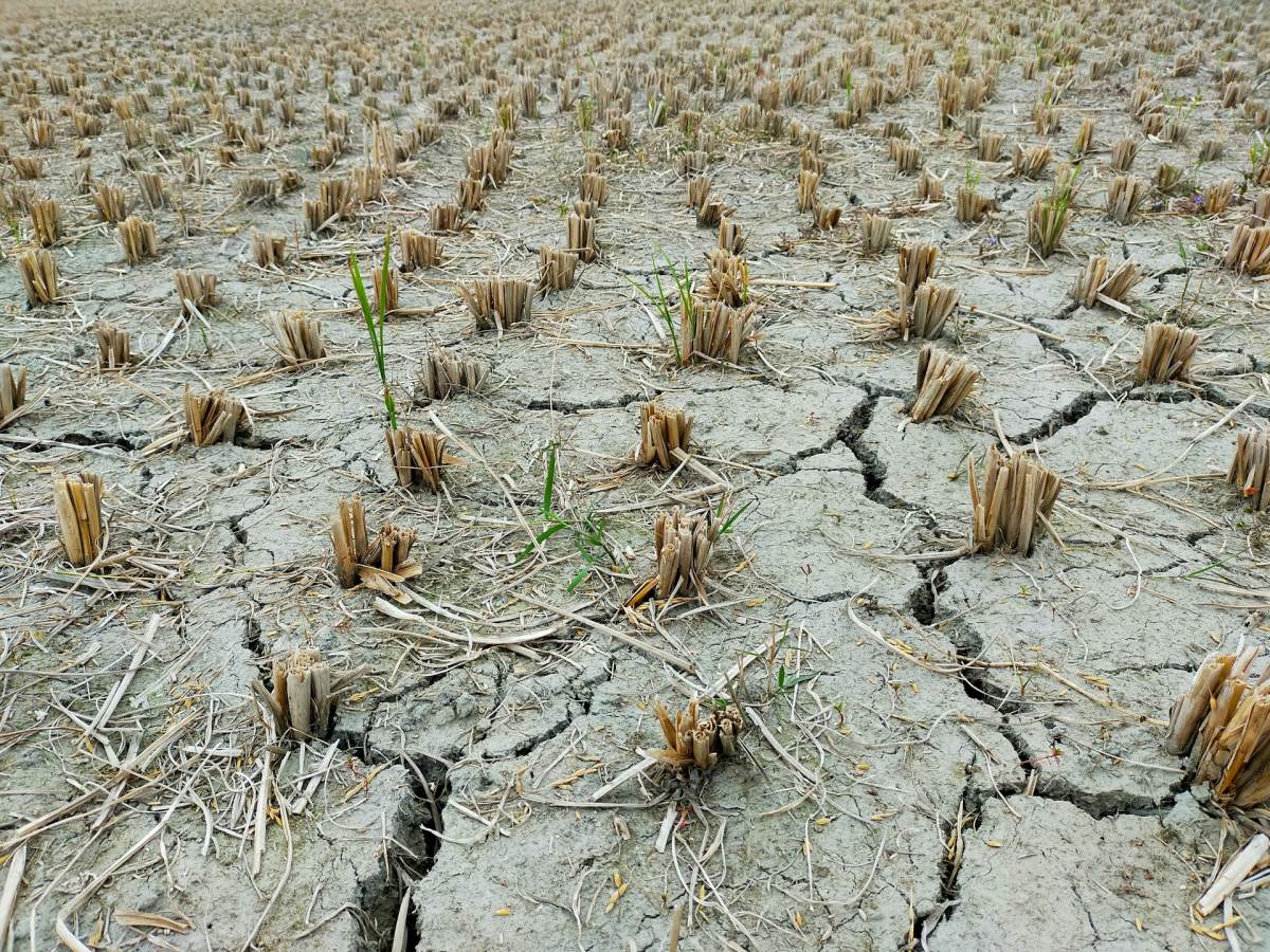 Graanschuren in Malawi ‘nog minstens een jaar leeg’ door historische droogte