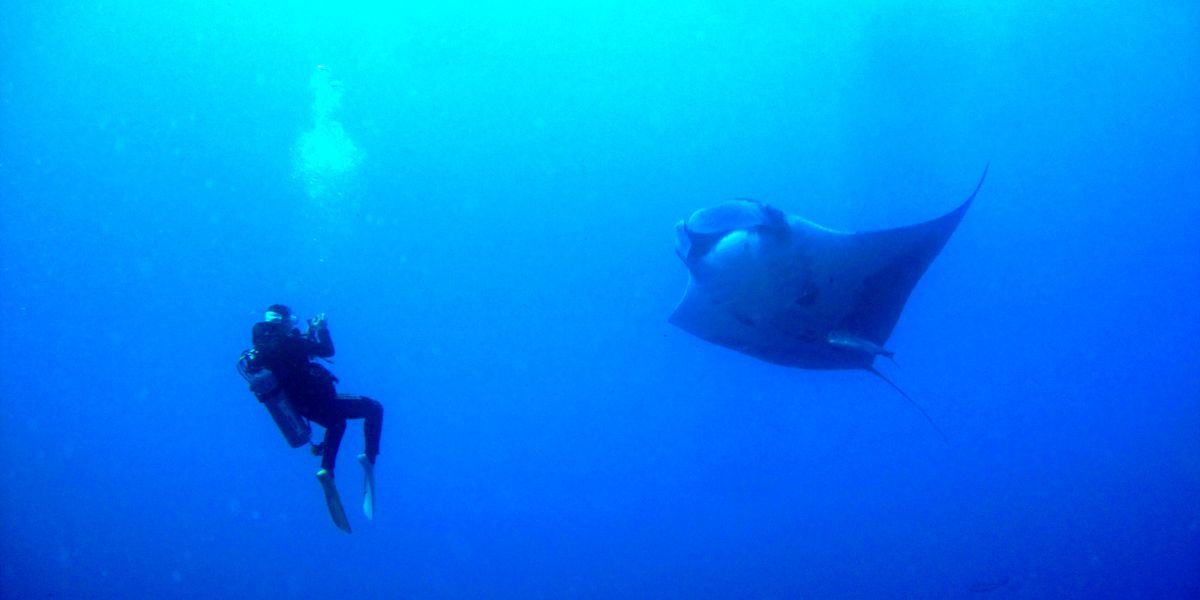 Studie tijdens pandemie toont enorme impact van onderwatertoerisme 