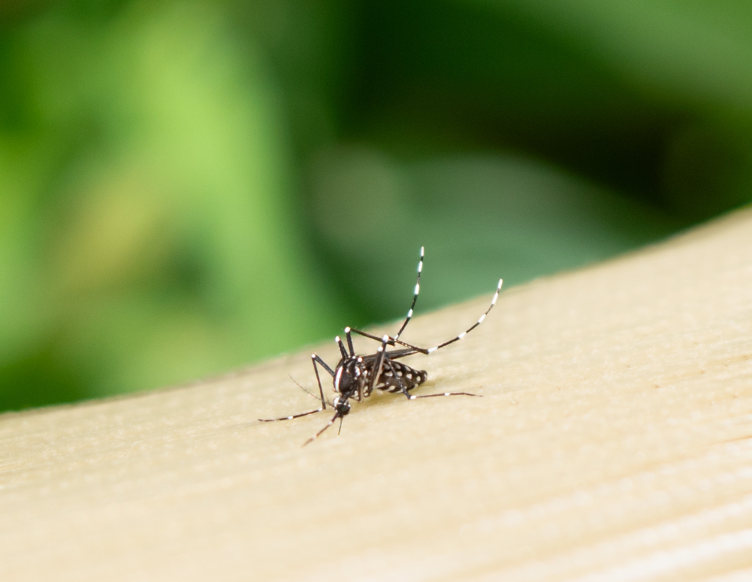 Muggen worden wapens in de strijd tegen dengue en zika
