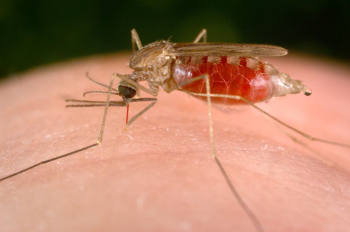 Malaria rukt op naar het noorden van Amerika: 5 lokale besmettingen in de Verenigde Staten