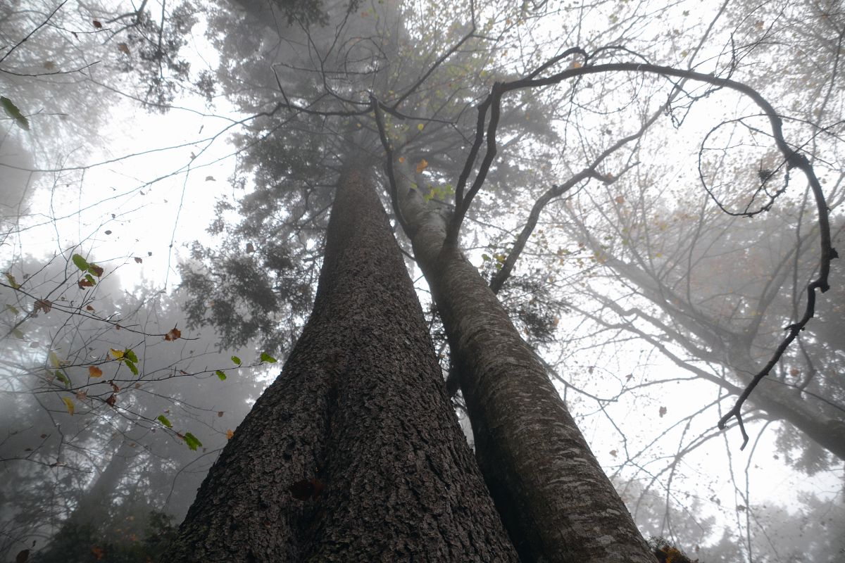 Bossen zijn krachtige CO2-stofzuigers, ‘laat ze dus groeien’