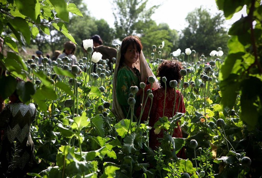 Waarom Afghanistan dit jaar (nog) meer opium zal produceren
