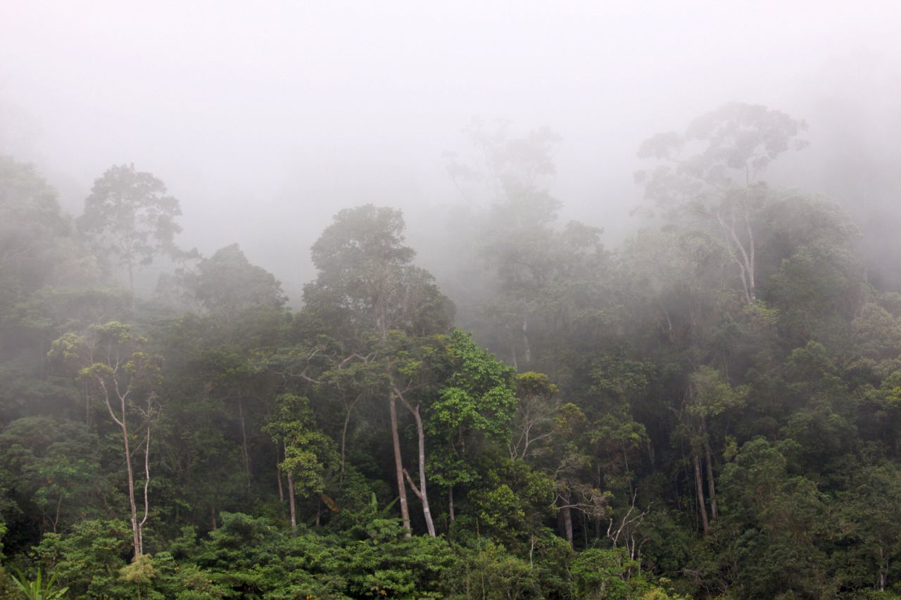 Regenwoud van Papoea-Nieuw-Guinea gaat voor de bijl