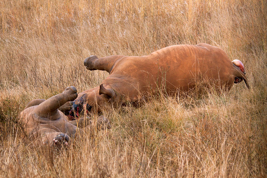 Opnieuw meer neushoorns gedood