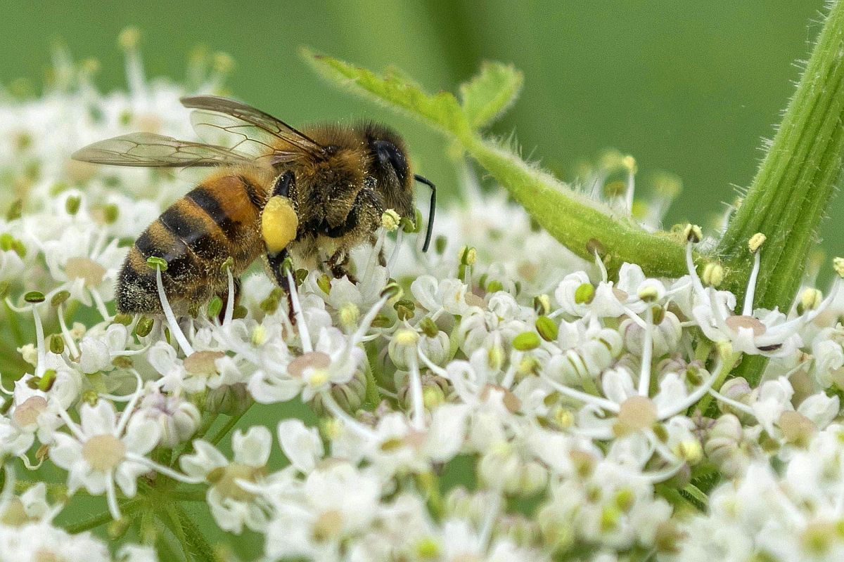Teloorgang van bijen kost nu al mensenlevens