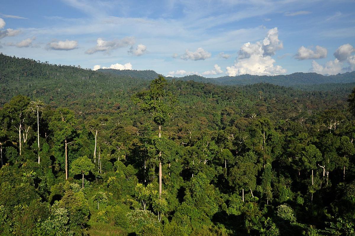 De staat van onze regenwouden: 11 zaken om op te volgen in 2021