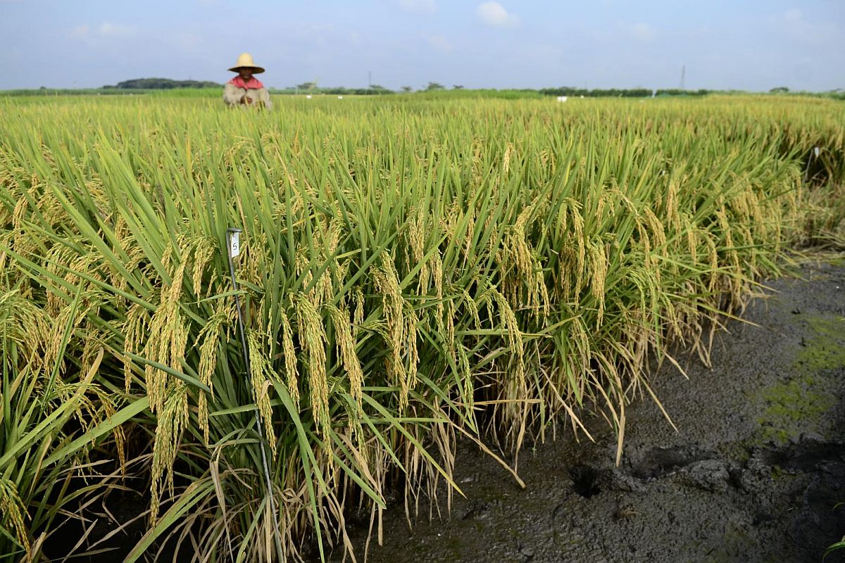 ‘CO2-toename kan ook gunstige effecten hebben op de landbouwproductie’