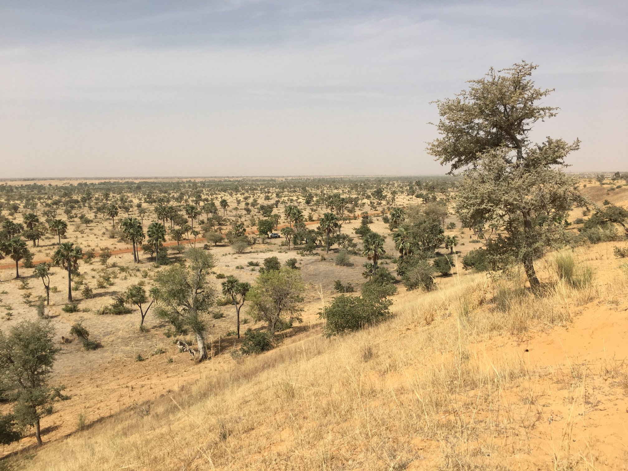 5 miljoen hectare Sahel vergroenen? Is gebeurd, zonder dure hulpprogramma's