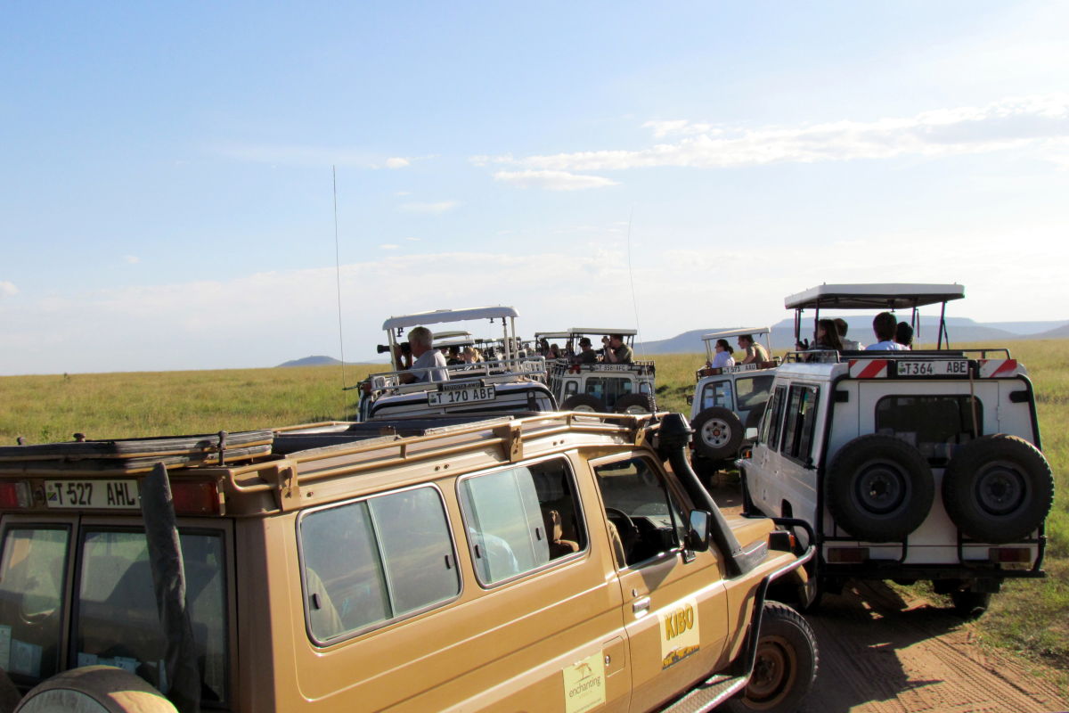Safari’s doen spanningen in de Serengeti toenemen