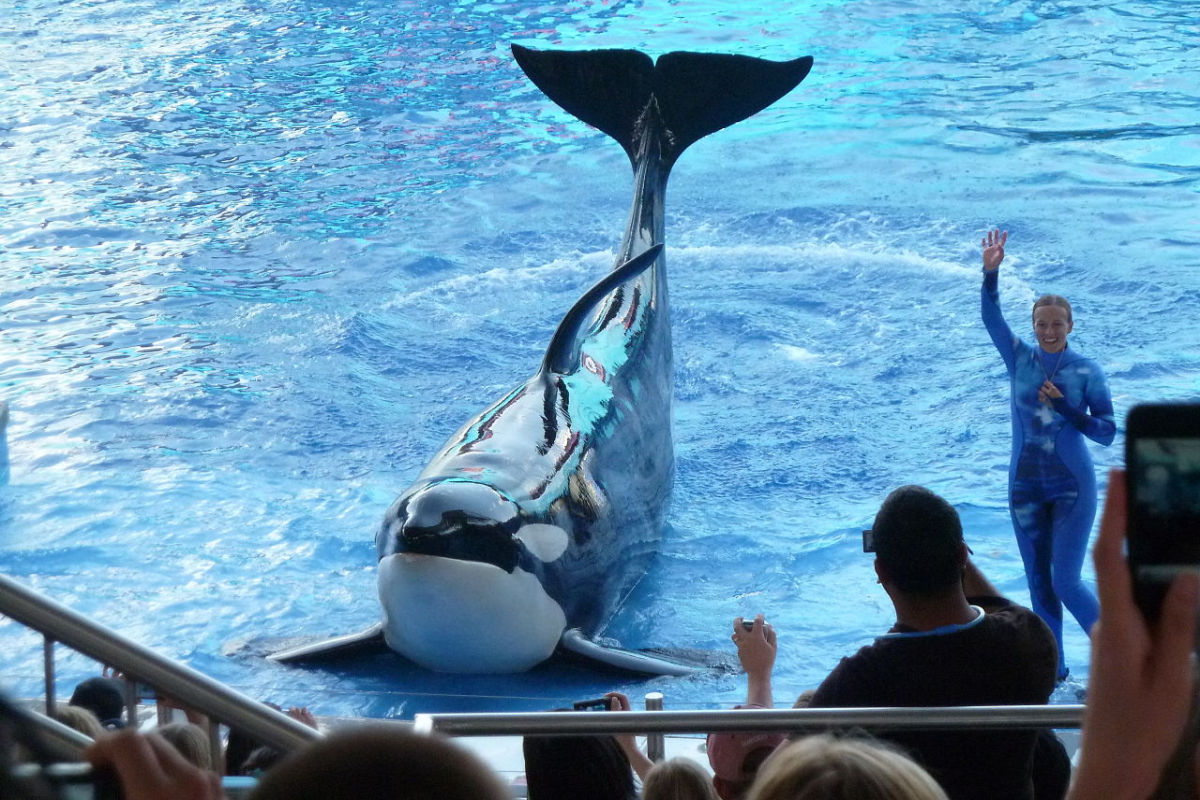 Geen levende orka’s in nieuwe Sea World