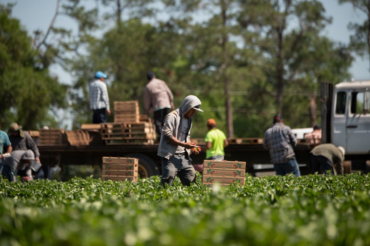 ‘EU-landen hebben hun landbouw- en voedingsindustrie gebouwd op de uitbuiting van migrantenarbeid’