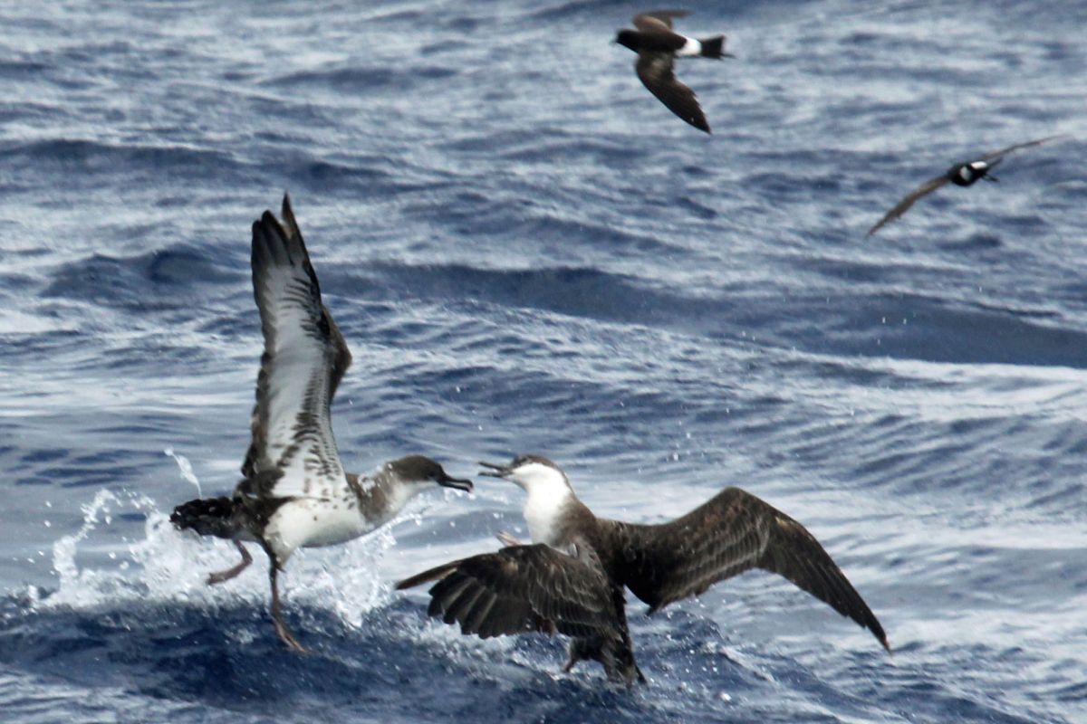 Zeevogels lijden nu aan ‘plasticose’ - de plasticziekte