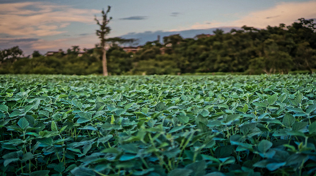 Hoe onze honger naar soja Braziliaanse boeren van hun velden jaagt