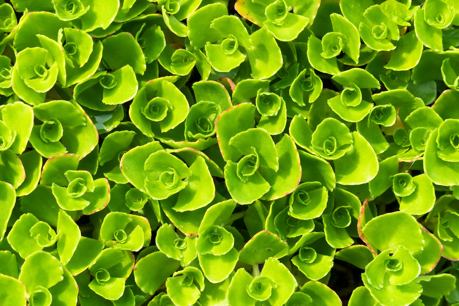 Experimenteer eens met bodembedekkers in je tuin