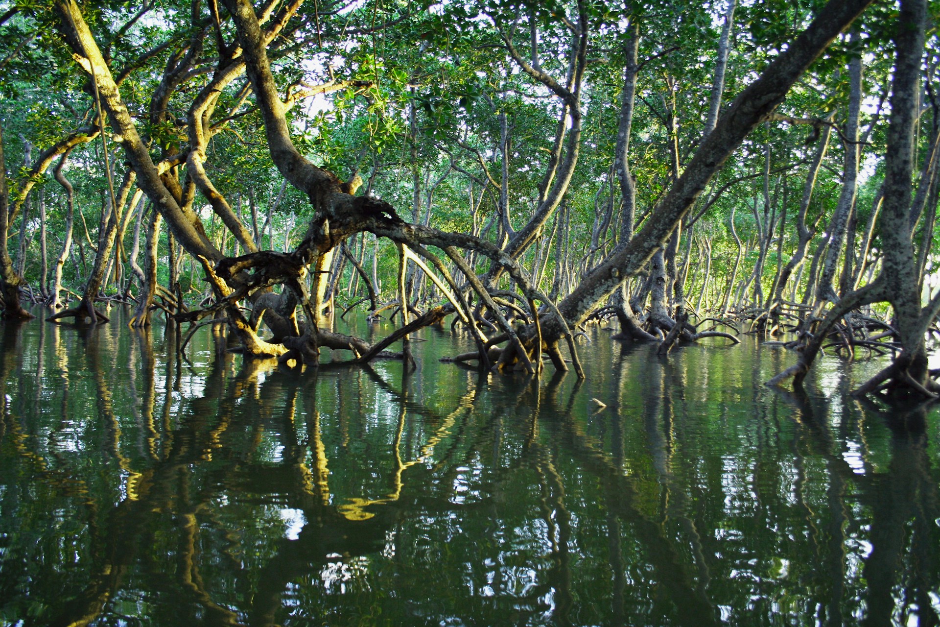Mangroven nemen dubbel zoveel CO2 op als gedacht
