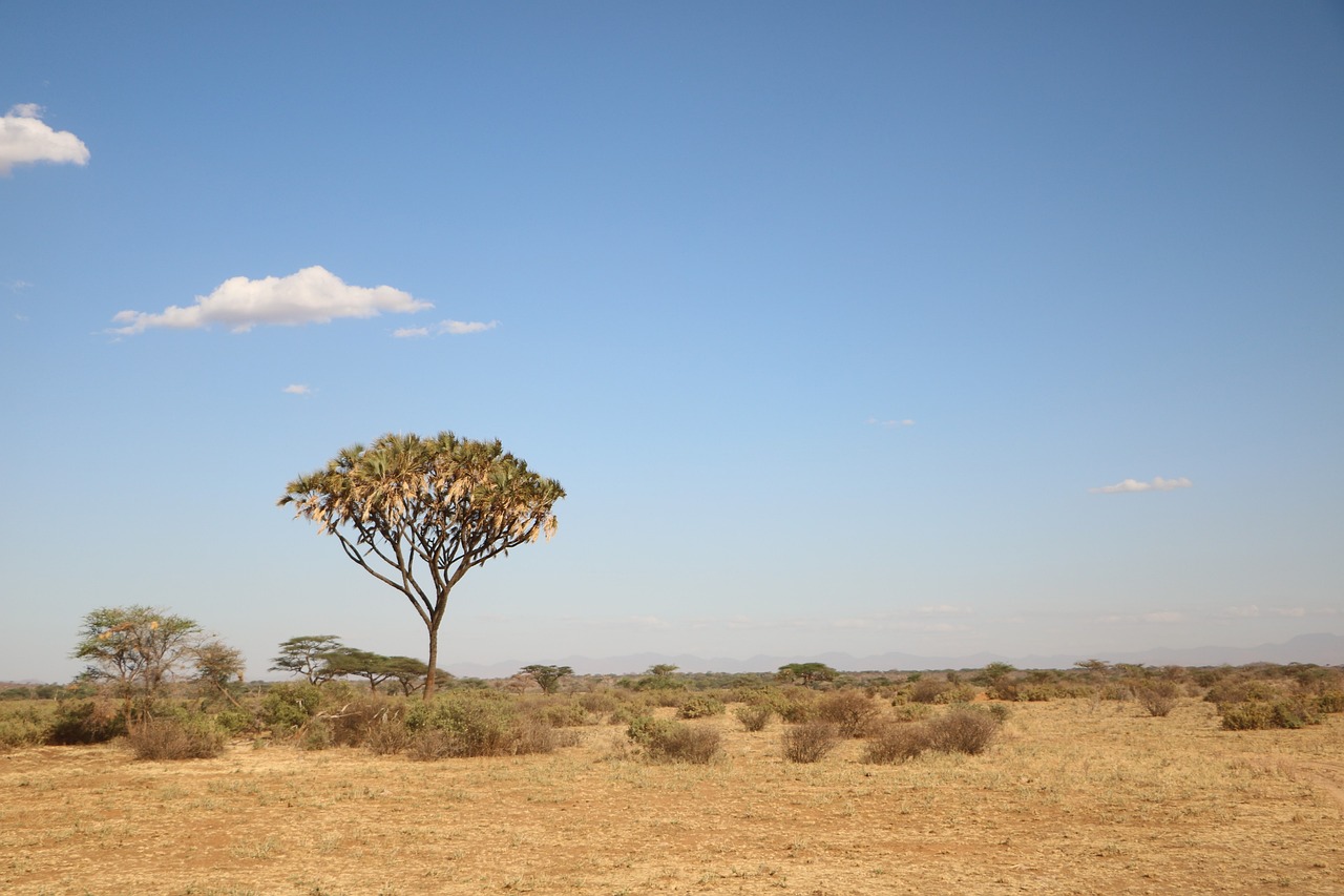 Bomen planten kan ook schadelijk zijn: Afrikaanse savanne bedreigd
