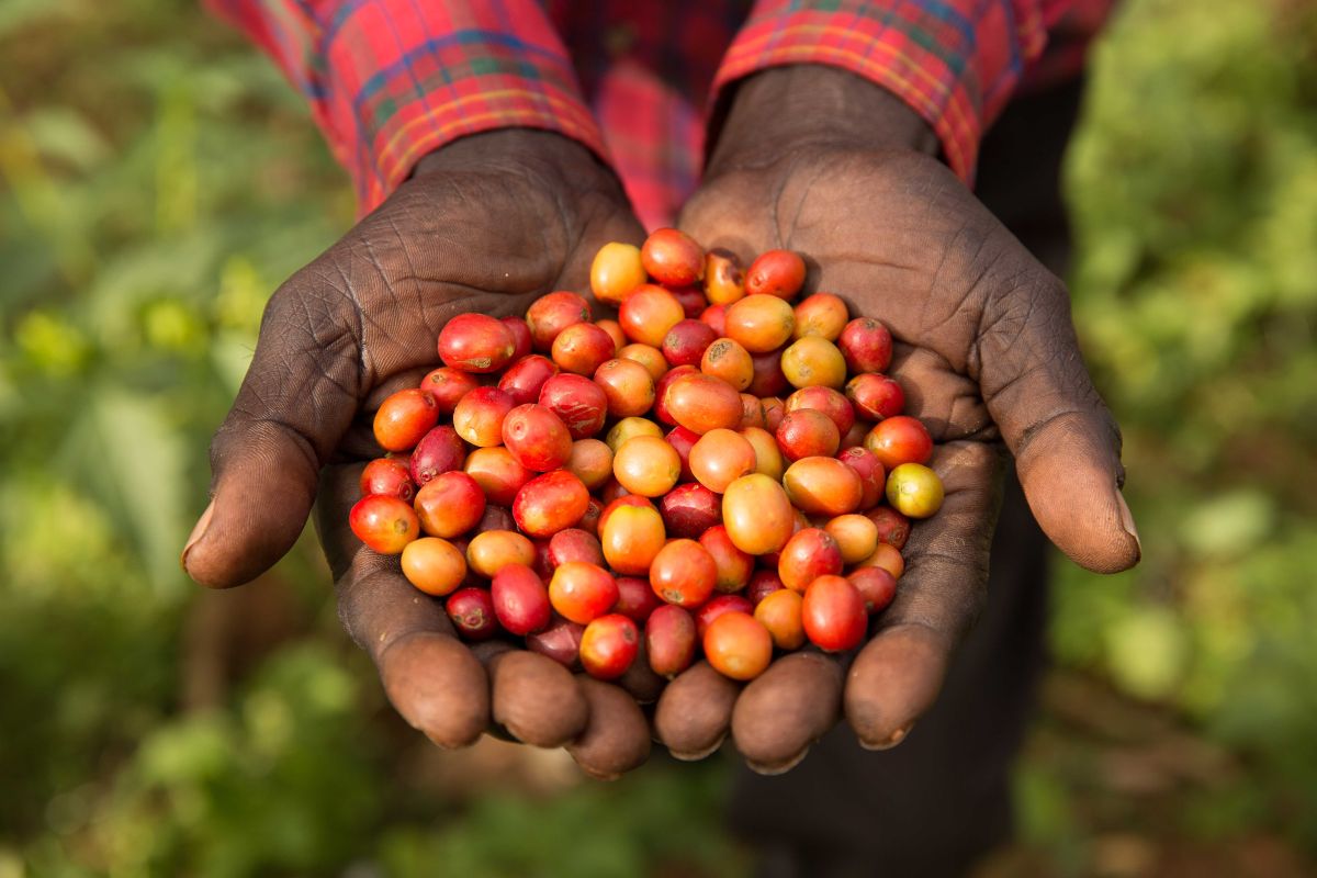 We houden van koffie. Maar willen we er ook de prijs voor betalen?