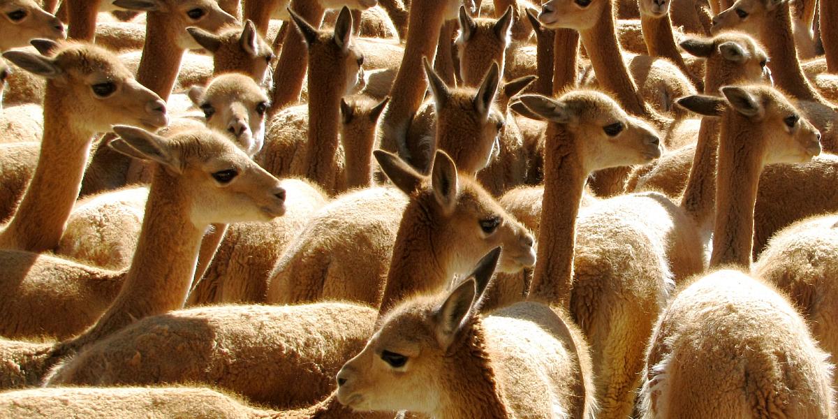 ‘Wie vicuñawol draagt, draagt ook een verantwoordelijkheid’