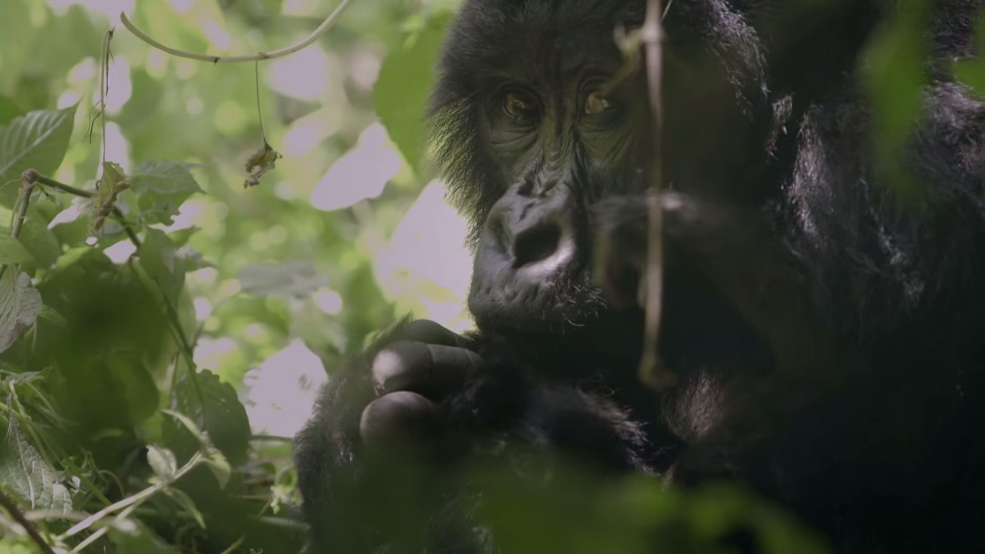 De stiltes en onzichtbaarheden in Virunga, the Movie
