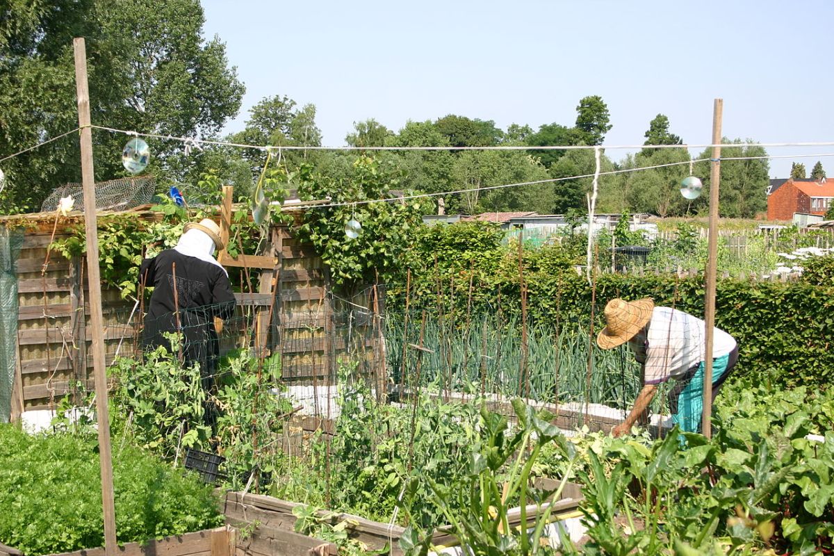 Samen tuinieren kan goed zijn voor de gezondheid