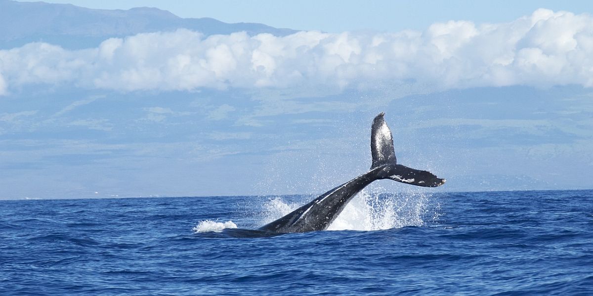 Warmer water hakt in op overlevingskansen walvissen en zeehonden