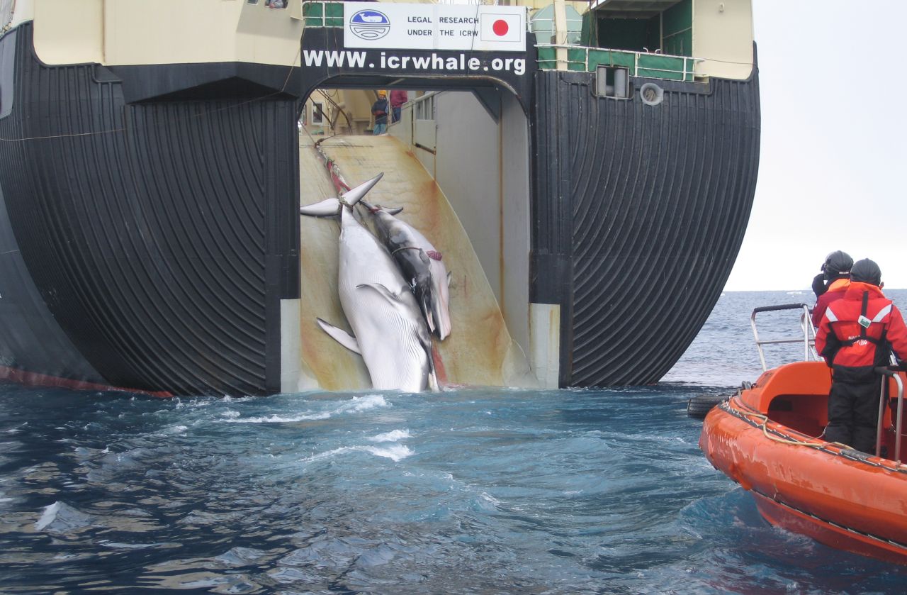 Japan verlaagt doelstellingen walvisvangst